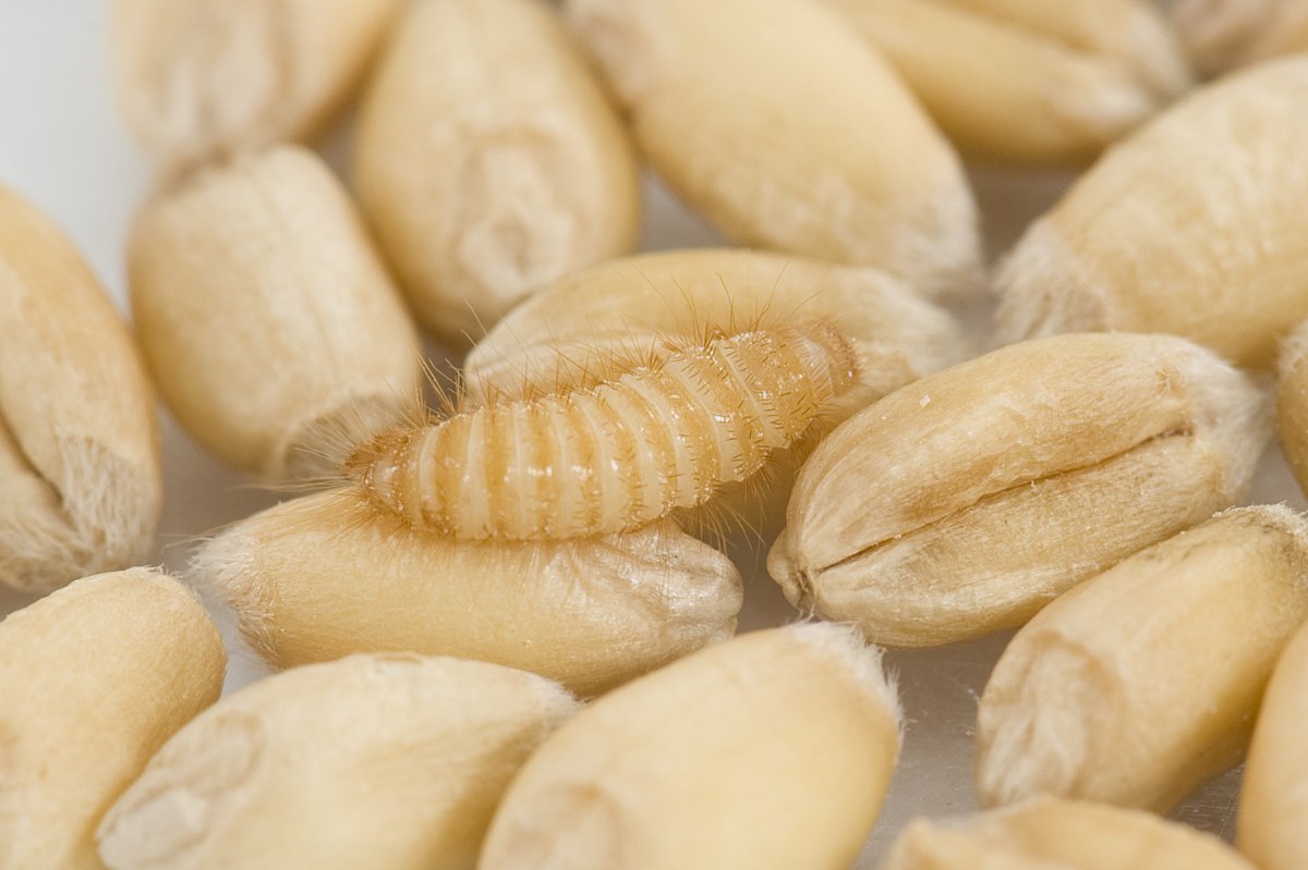 Капровый Жук