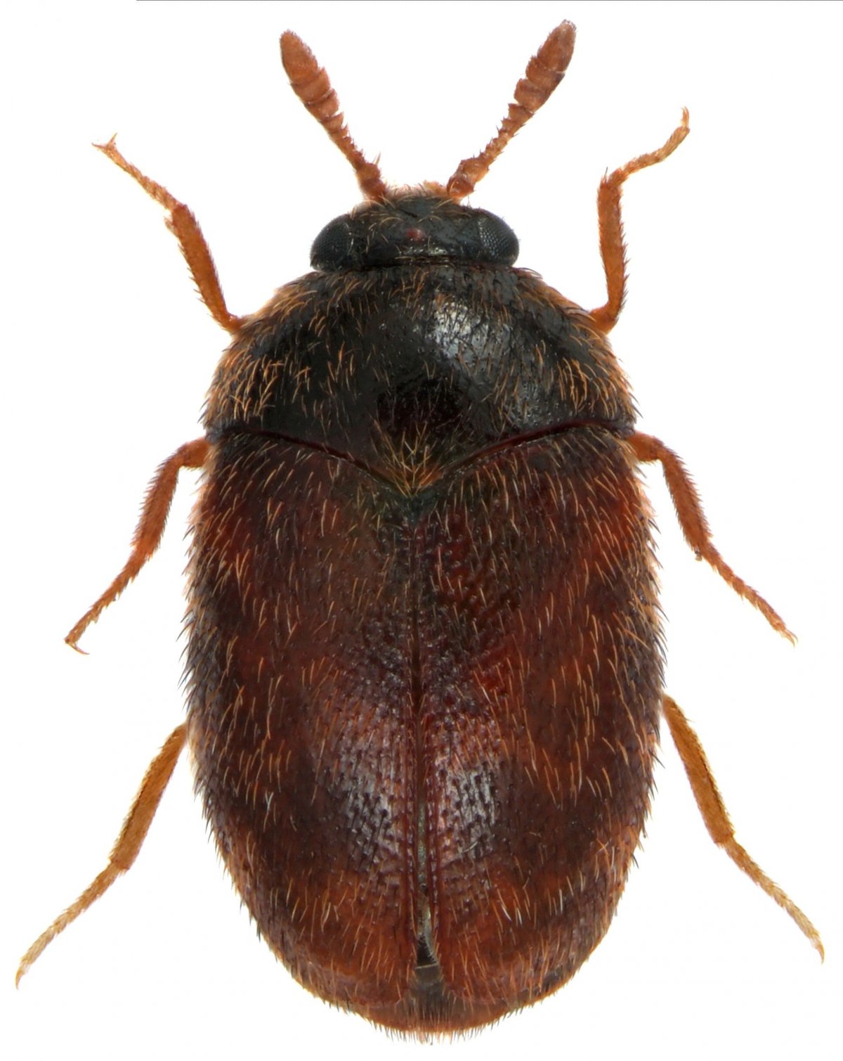 Жук кожеед черный