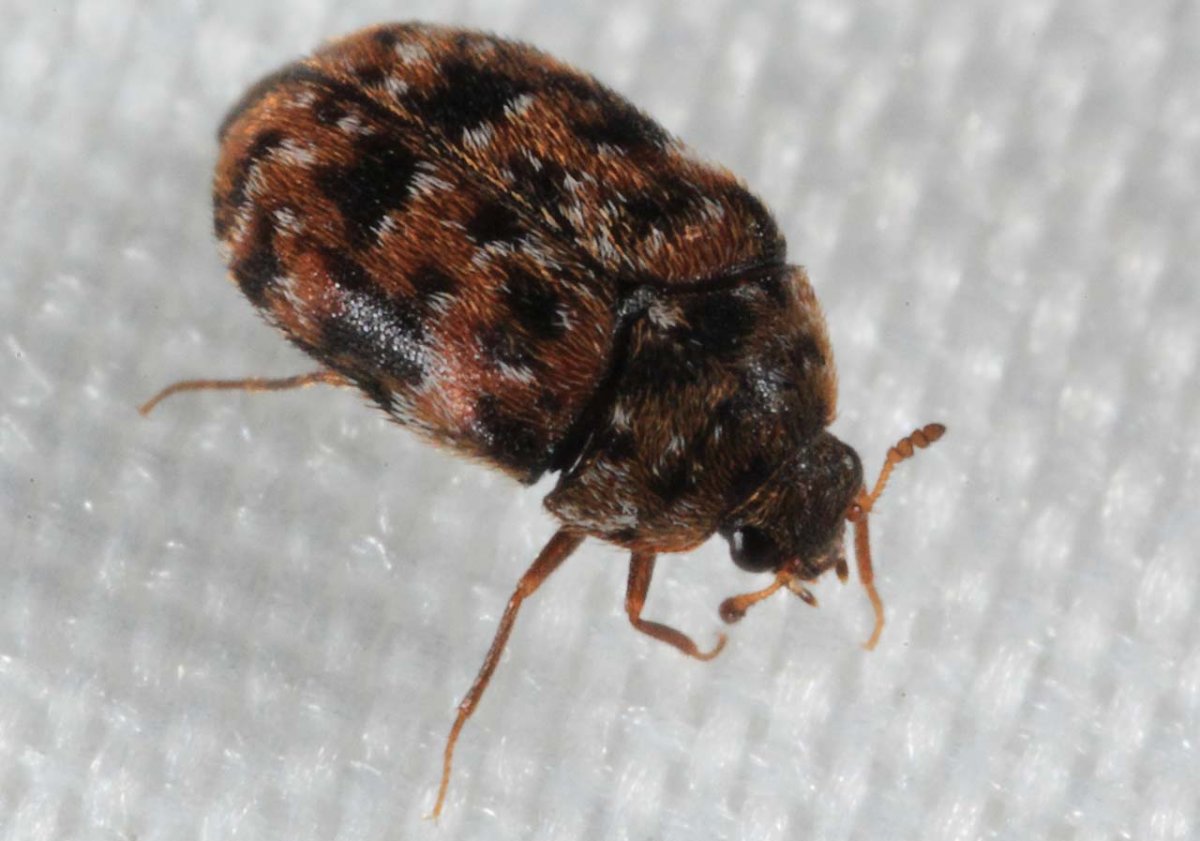 Кожеед Смирнова личинка