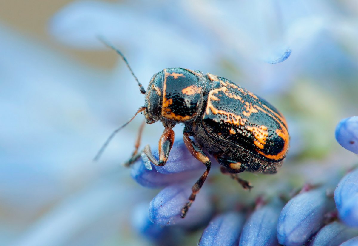 Капровый жук