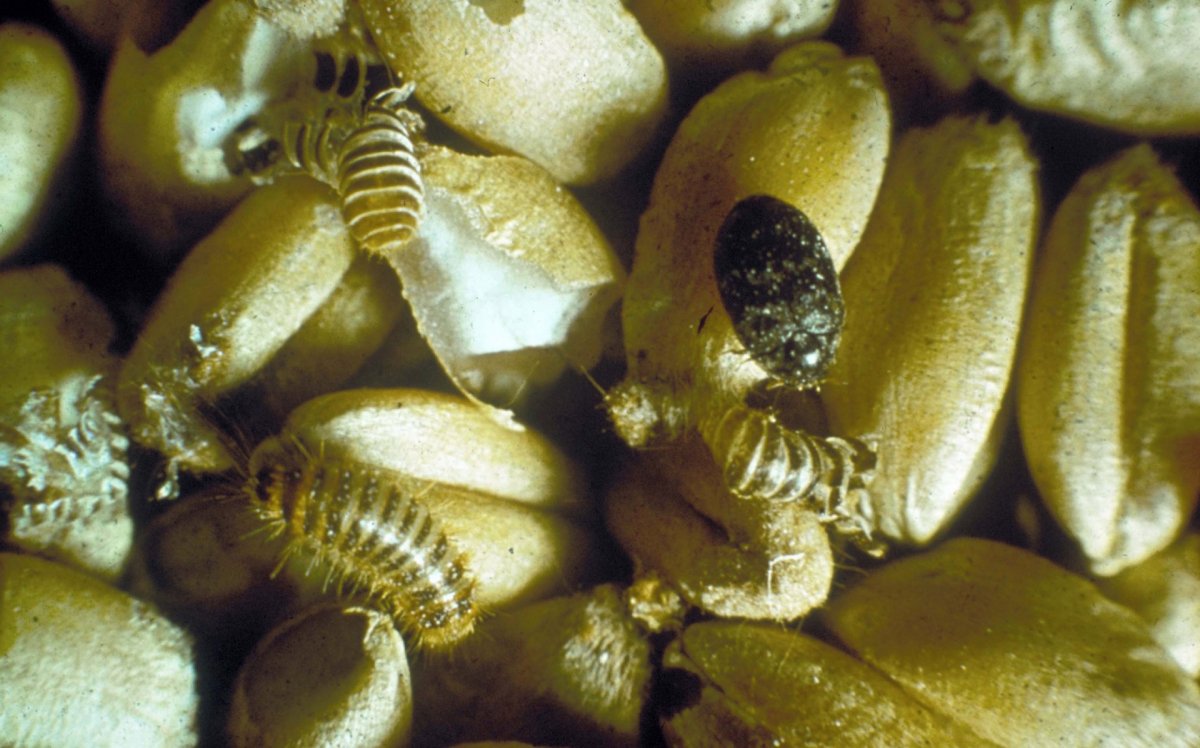 Личинка жука кожееда