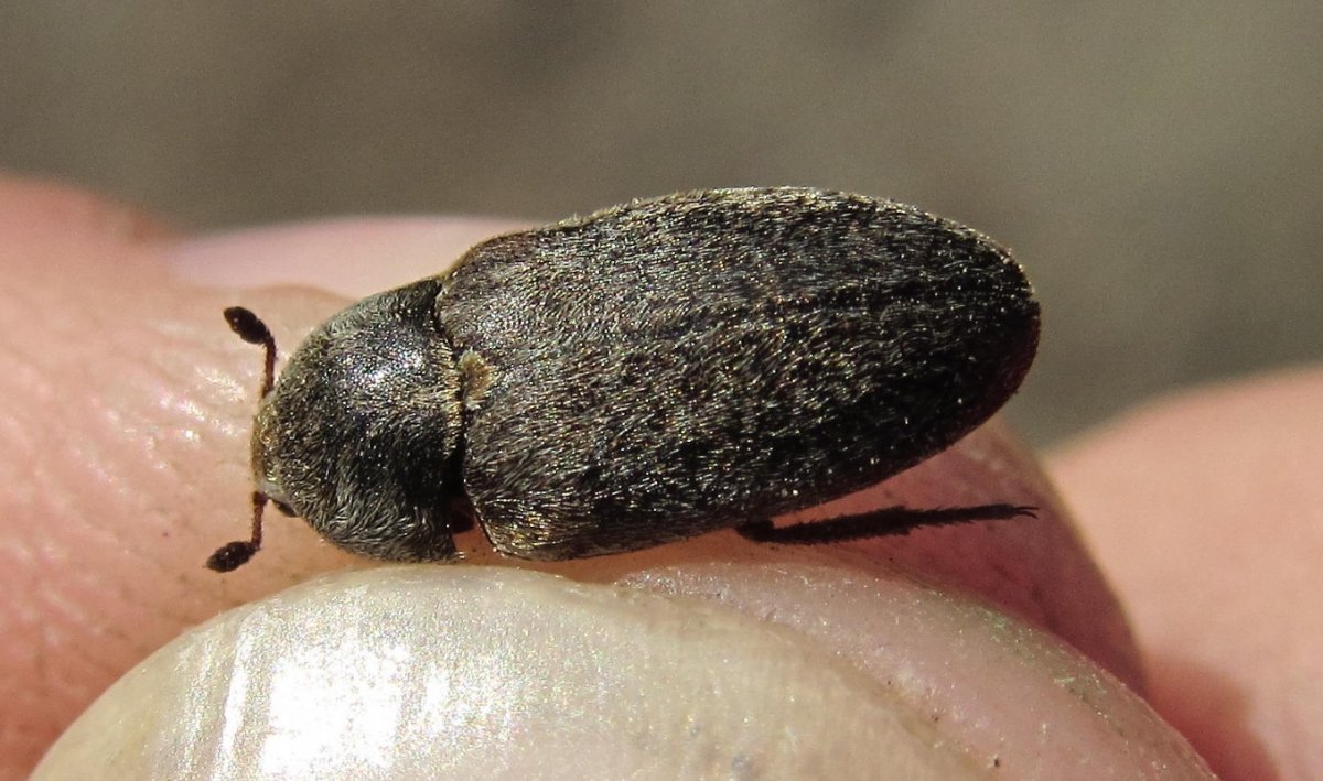 Жук-вонючка вектор