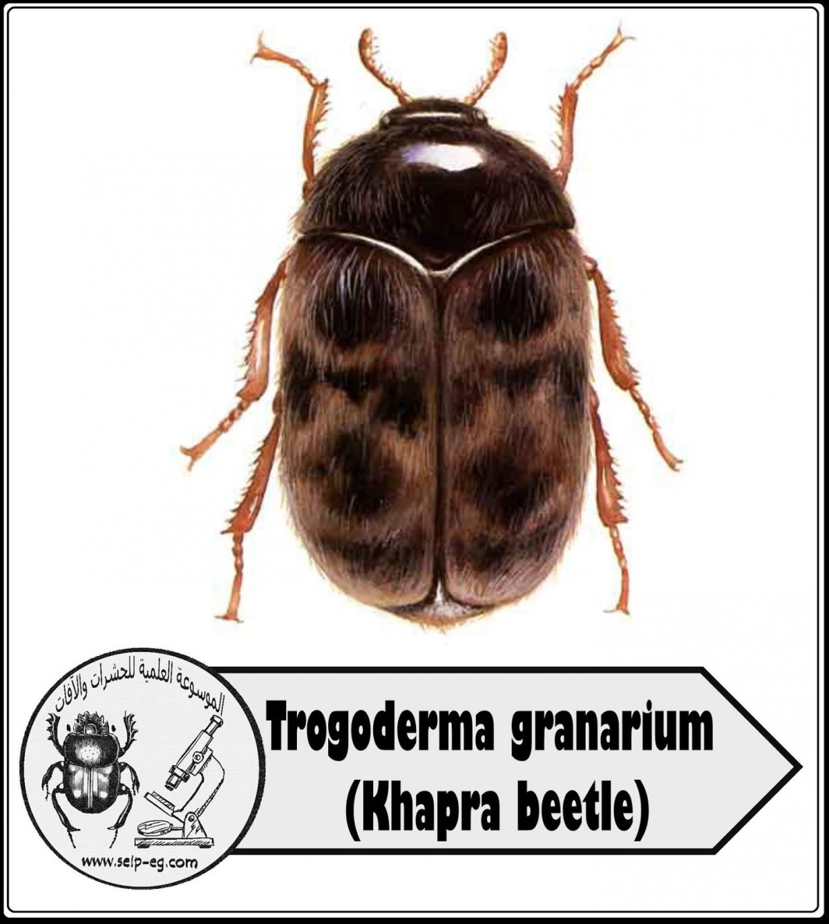 Rhinoncus pericarpius Linnaeus, 1758