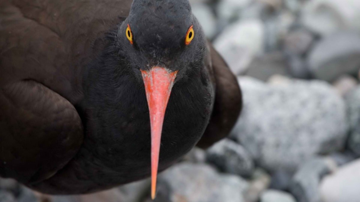 Канарский Кулик