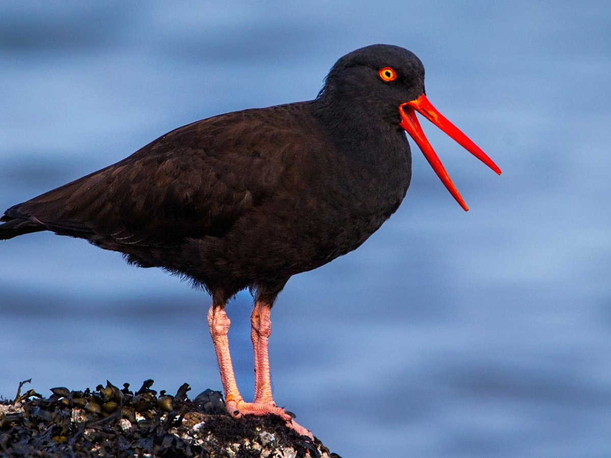 Желтоклювая Галка