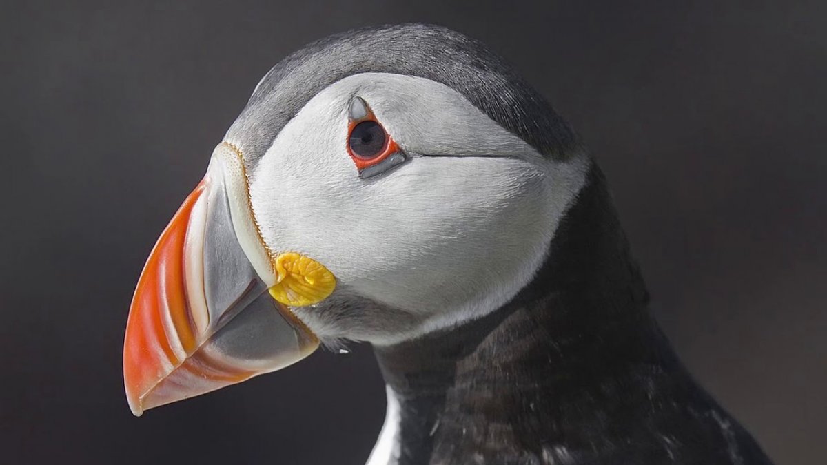 Птица с красным клювом название Кулик сорока