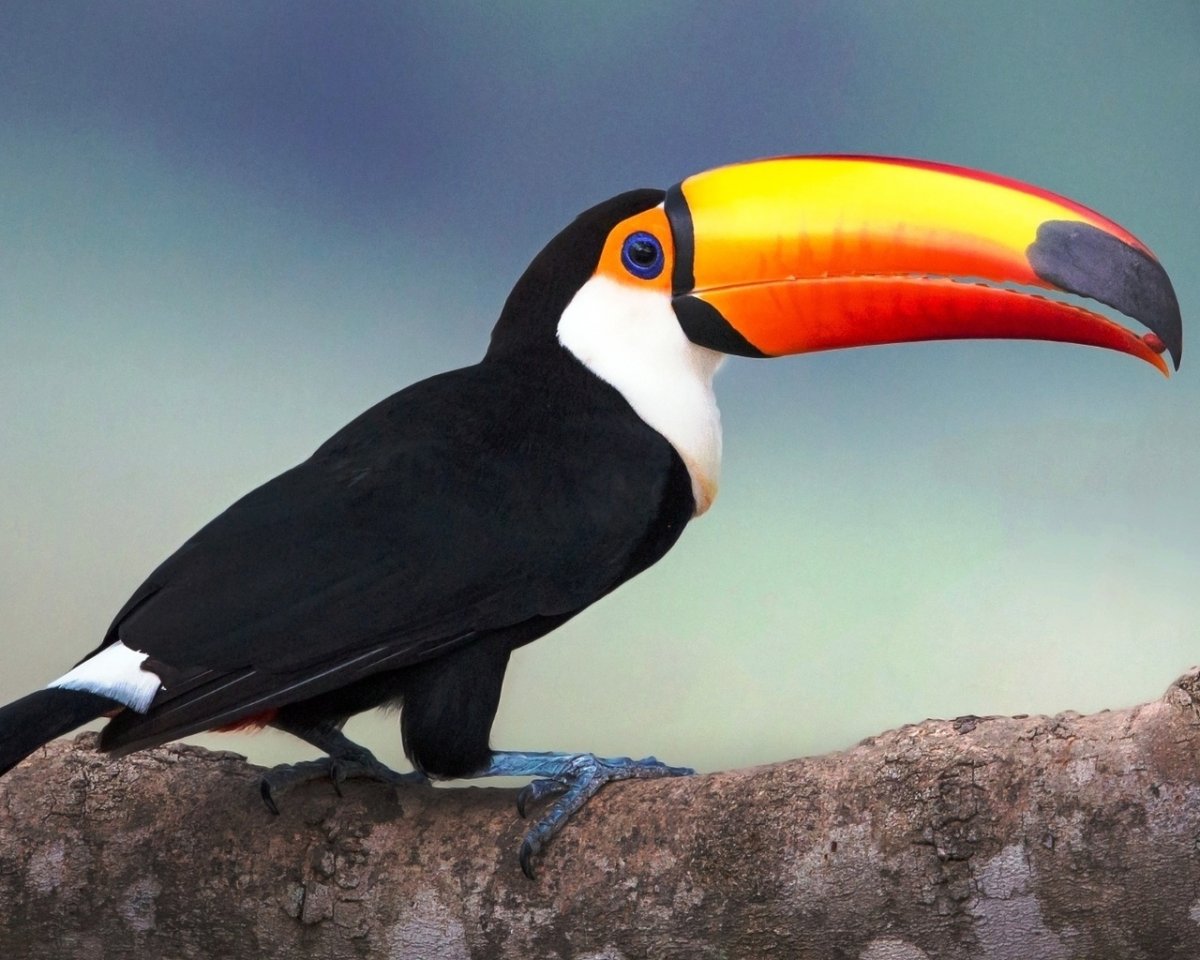 Голуболицый Тукан