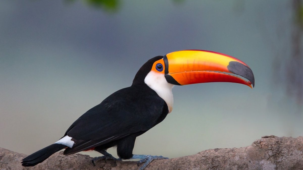 Черноклювый Дрозд