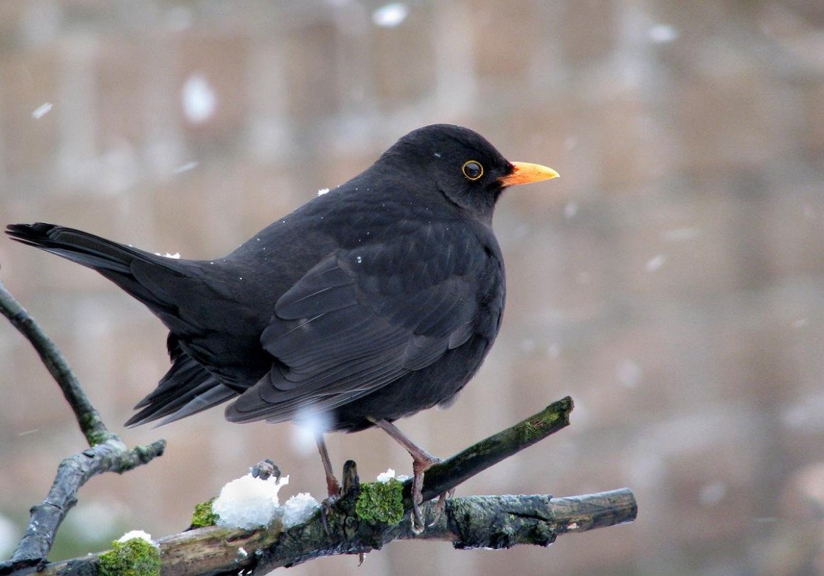 Чёрный Дрозд (лат. Turdus Merula)