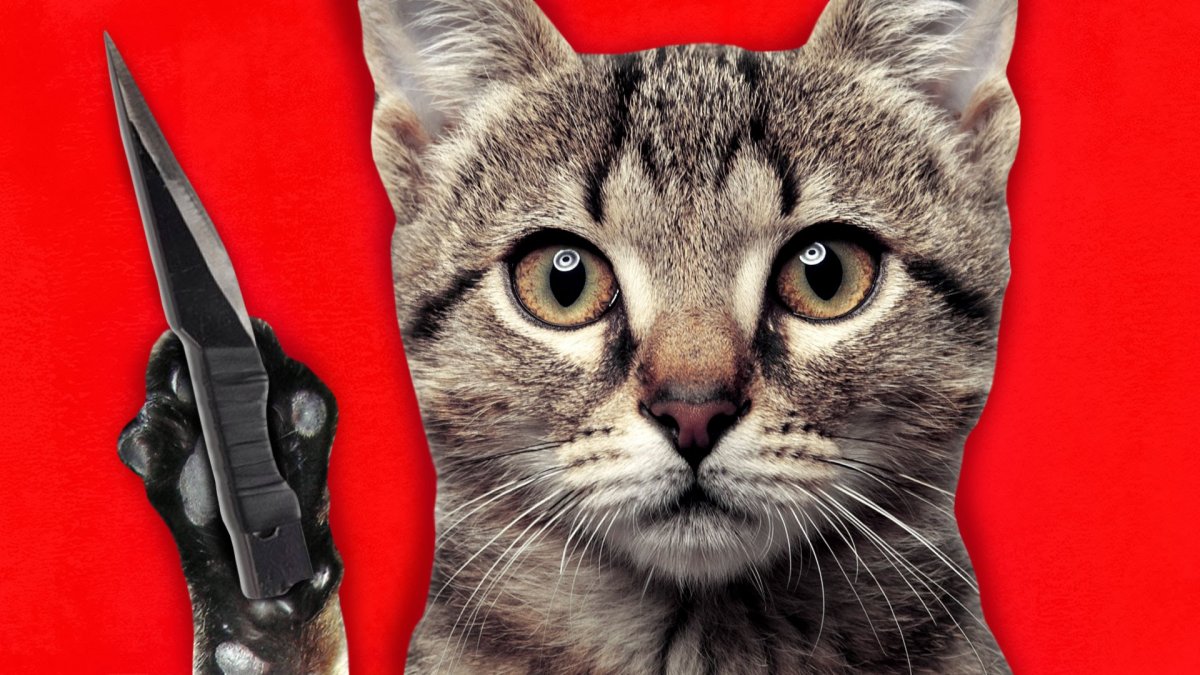 Кошка в военной форме