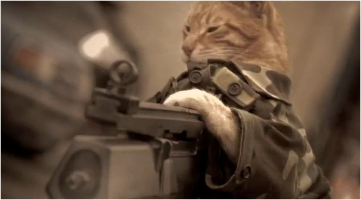 Кот милитари