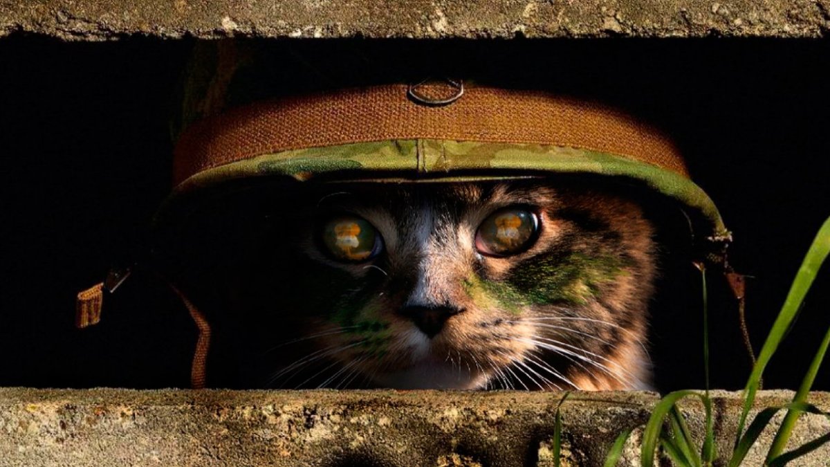 Генеральский кот