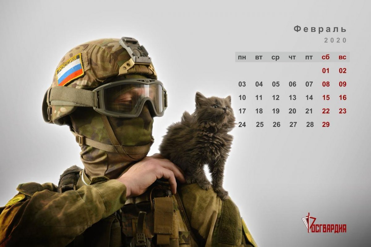 Коты в военной форме