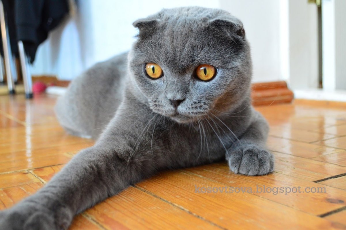 Шотландская короткошерстная