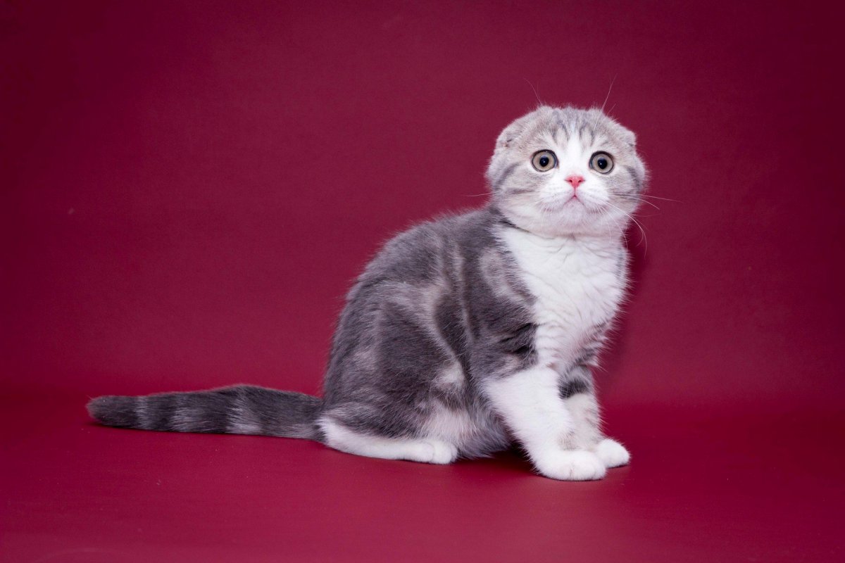 Шотландская вислоухая кошка