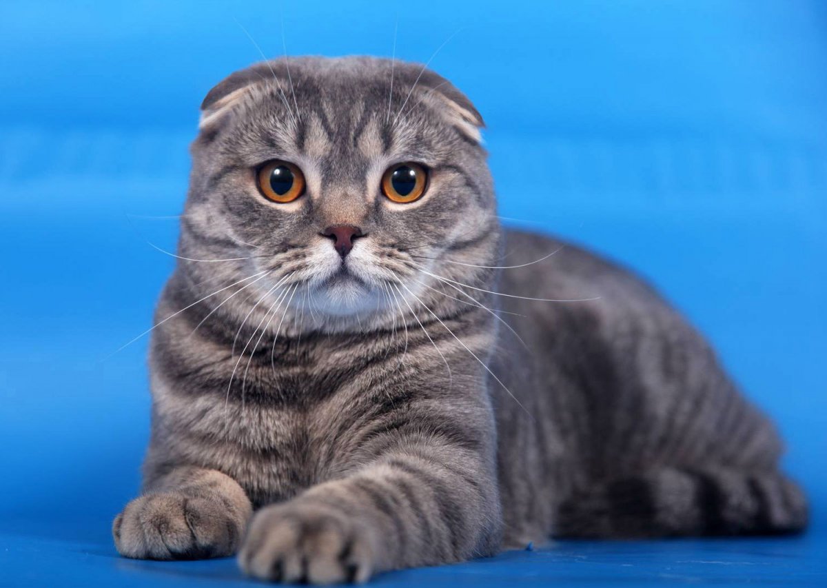 Скоттиш-фолд Шотландская вислоухая