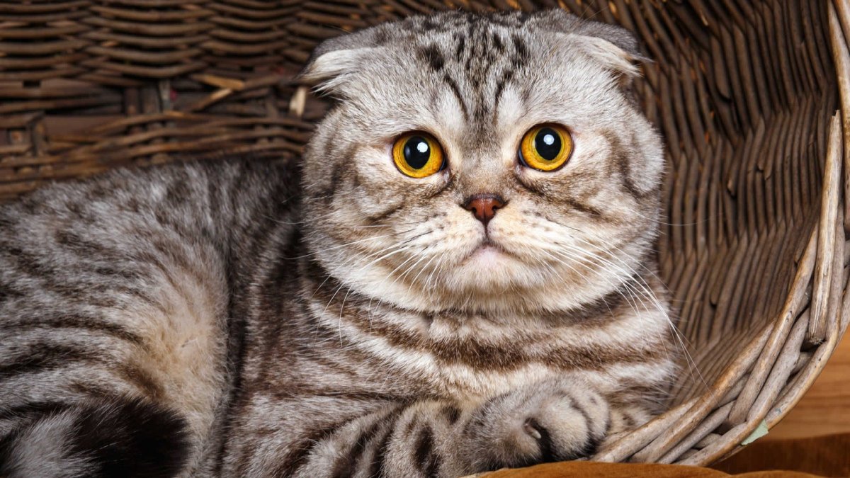 Кошки маленькие черные британские вислоухие