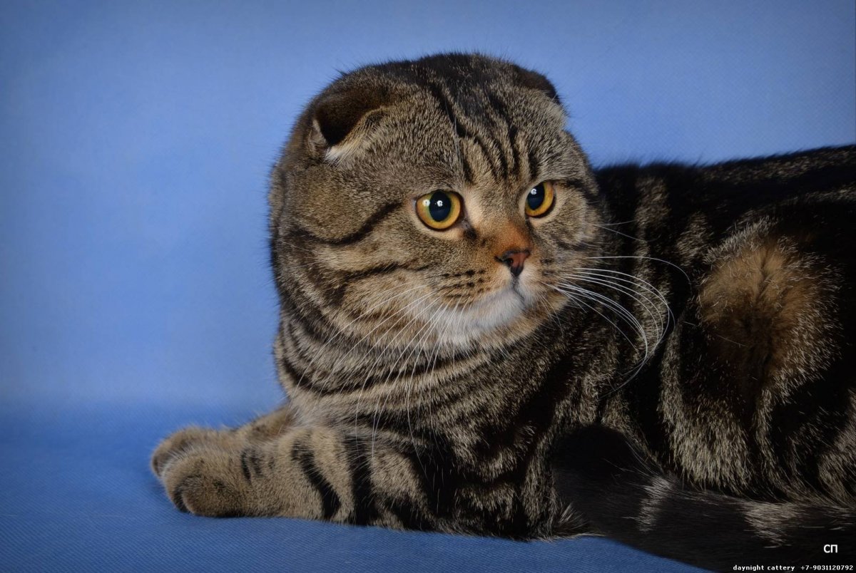 Британская короткошёрстная кошка вислоухая