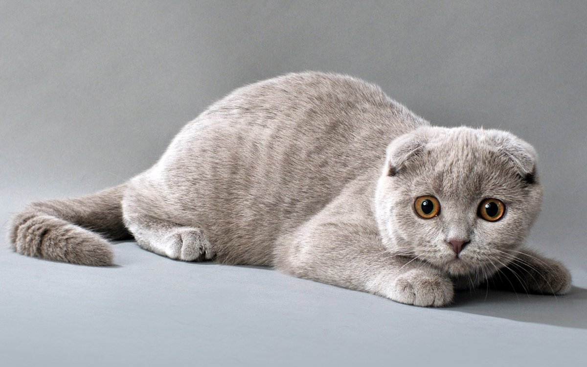 Шотландская вислоухая кошка