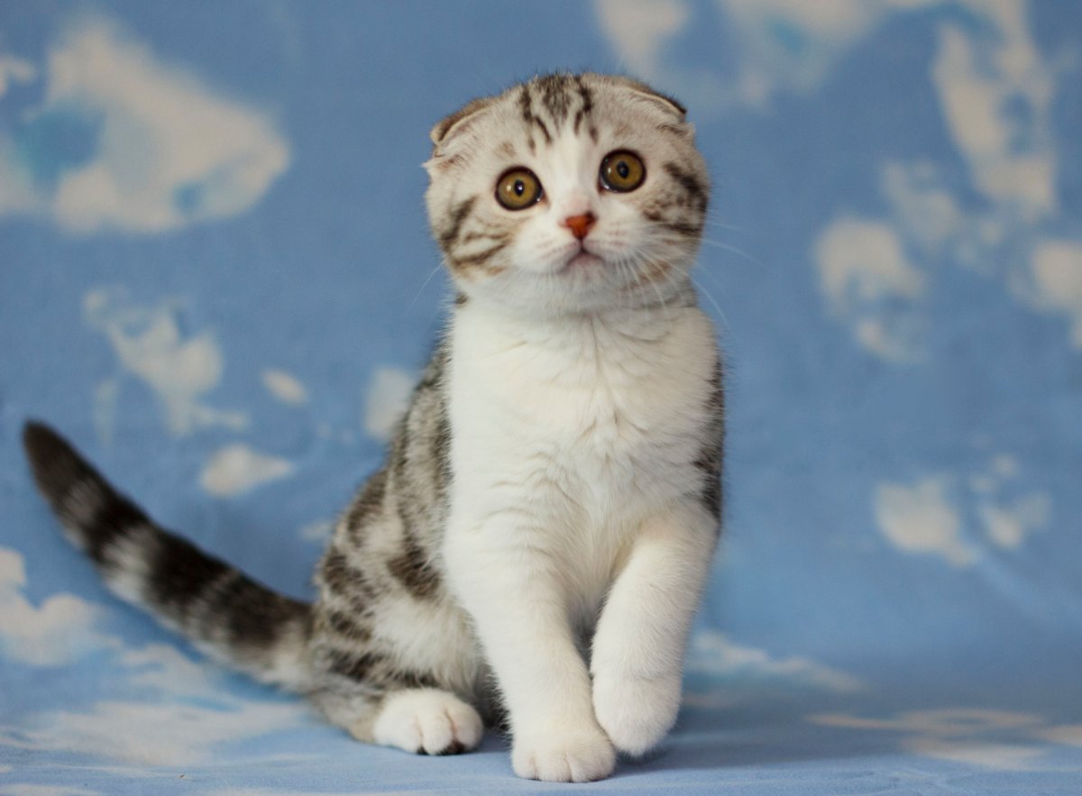 Шотландская вислоухая фолд