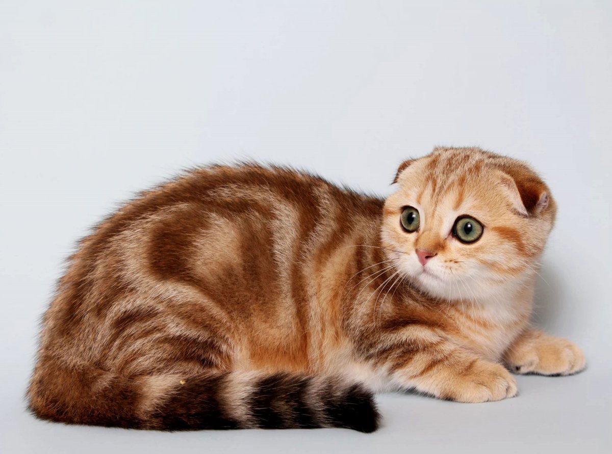 Скоттиш-фолд Шотландская вислоухая котята