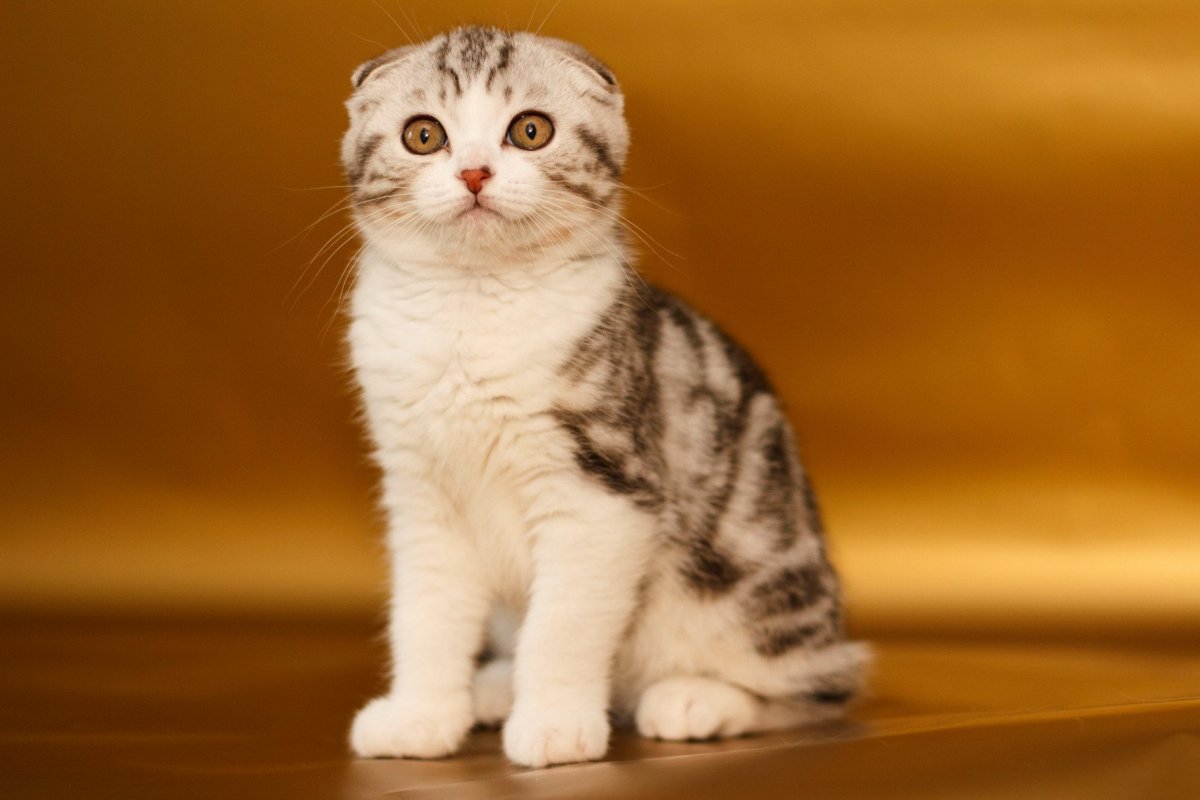 Скоттиш-фолд Шотландская вислоухая котята