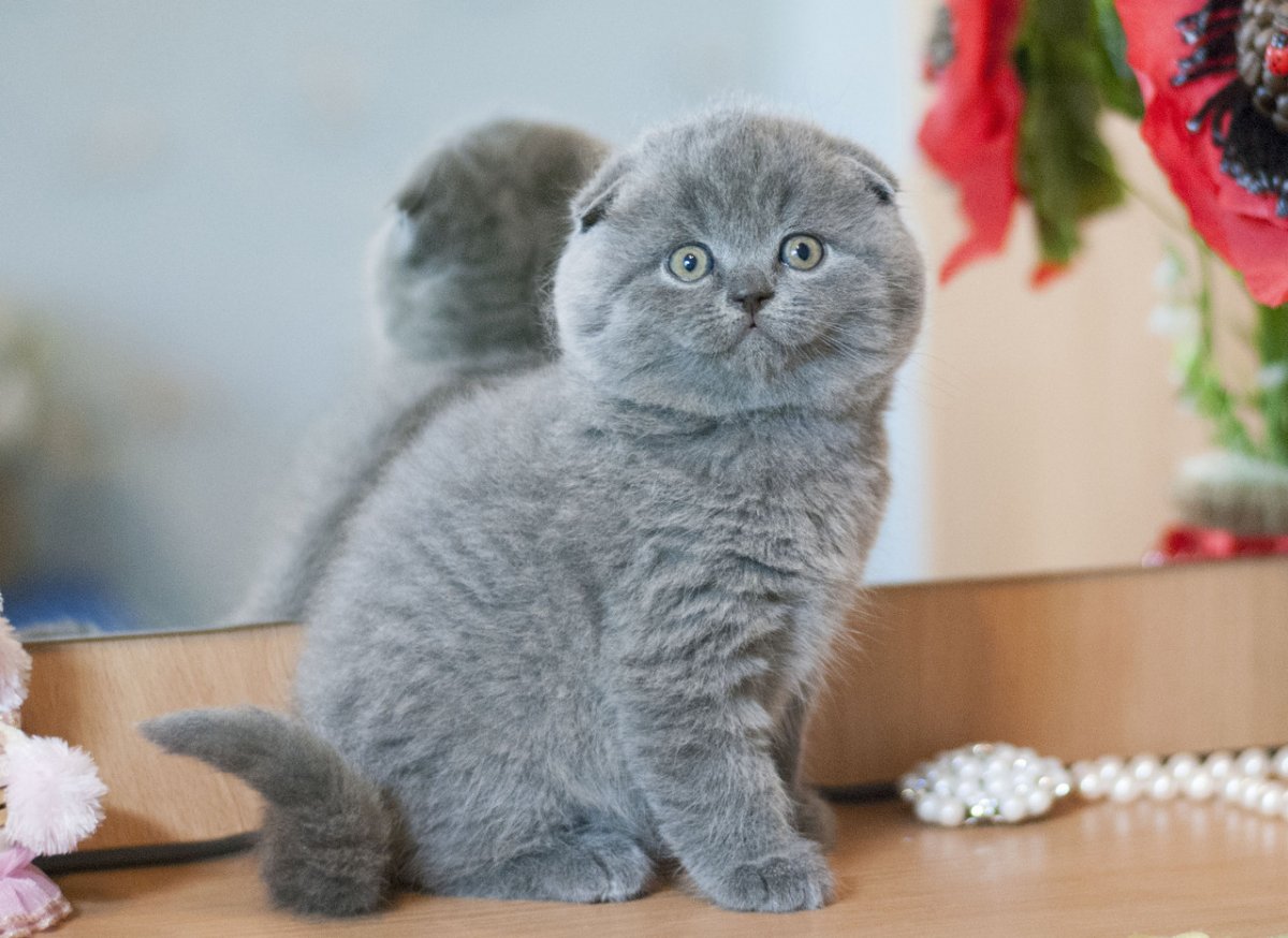 Скотишфолд фото