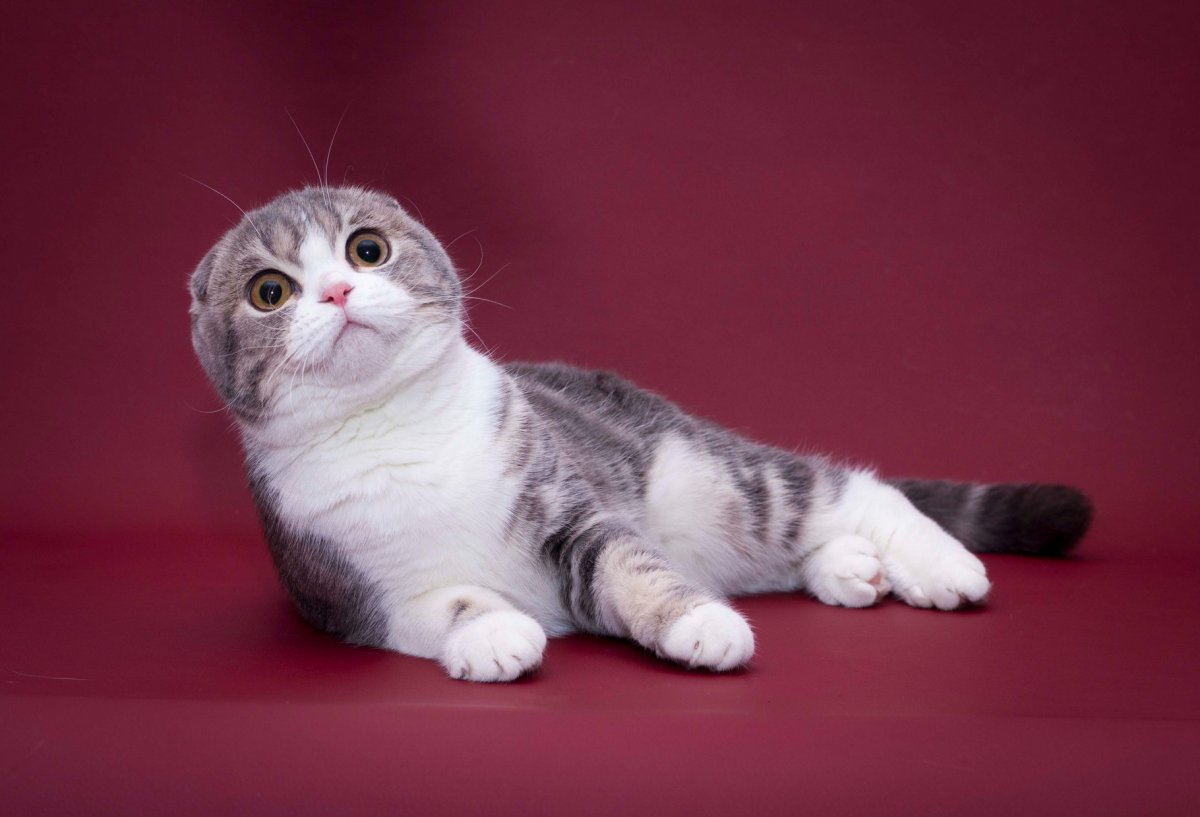 Скоттиш фолд британец вислоухий