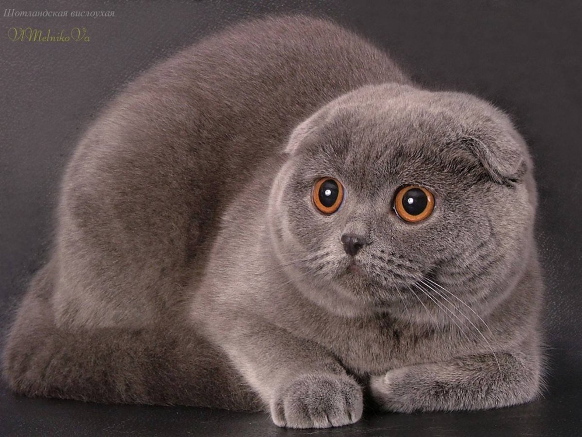 Коты Шотландские вислоухие скоттиш фолд