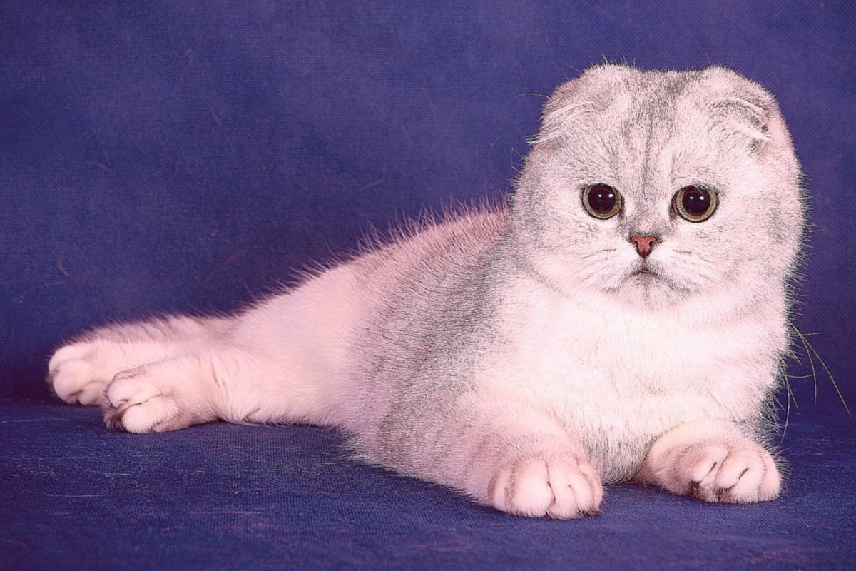 Шотландская вислоухая кошка
