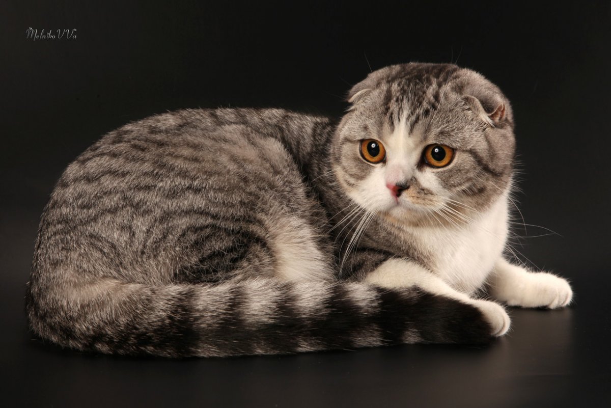 Скоттиш-фолд Шотландская