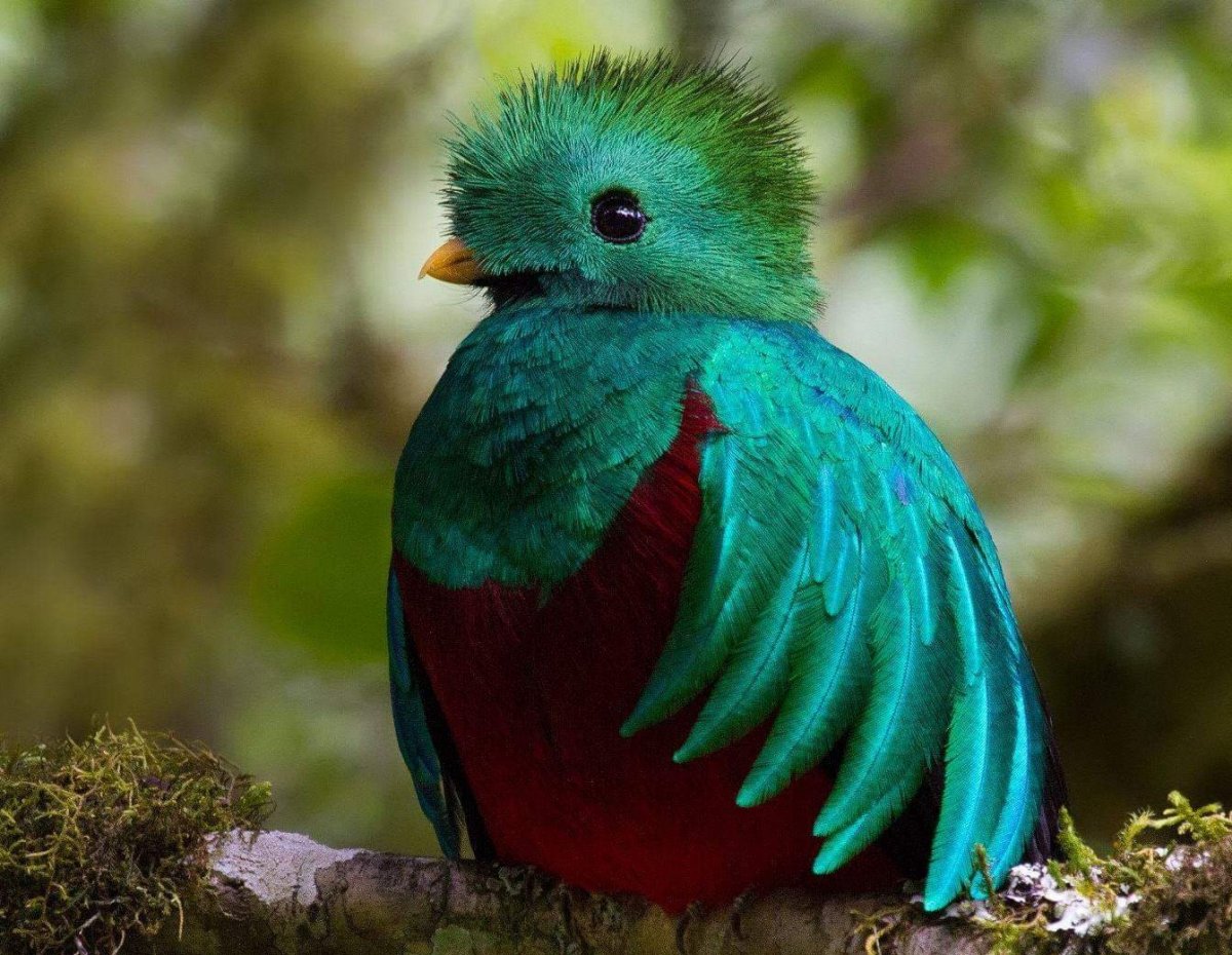 Гоацин птица птенец