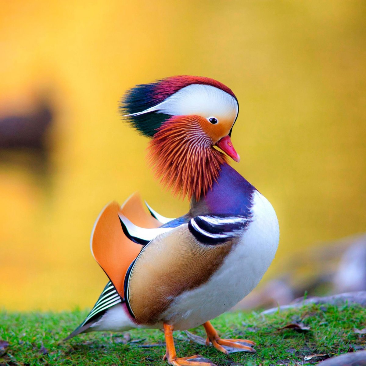 Верееносный весценоснвф голубь