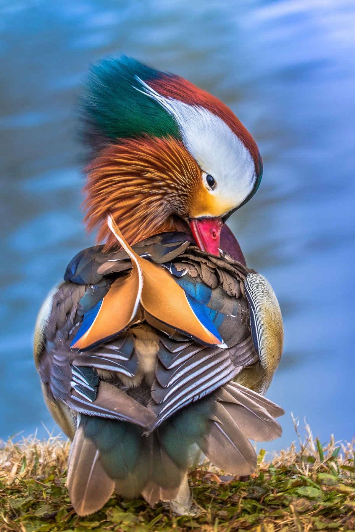 Сириновогрудая Сизорка