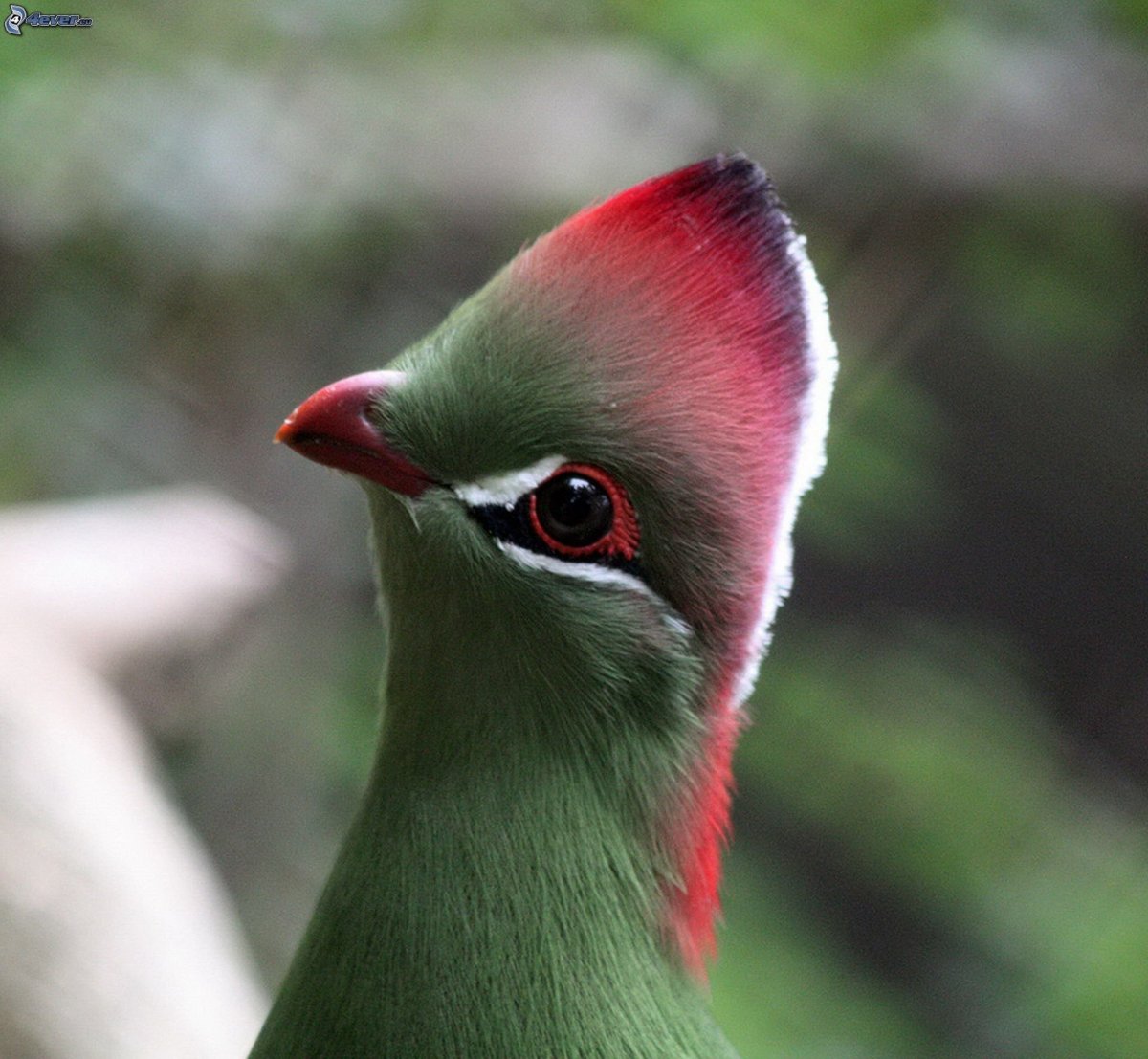 Веероносный венценосный голубь