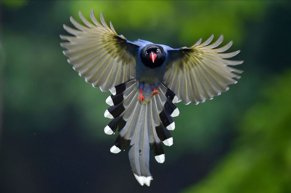 Утка Мандаринка