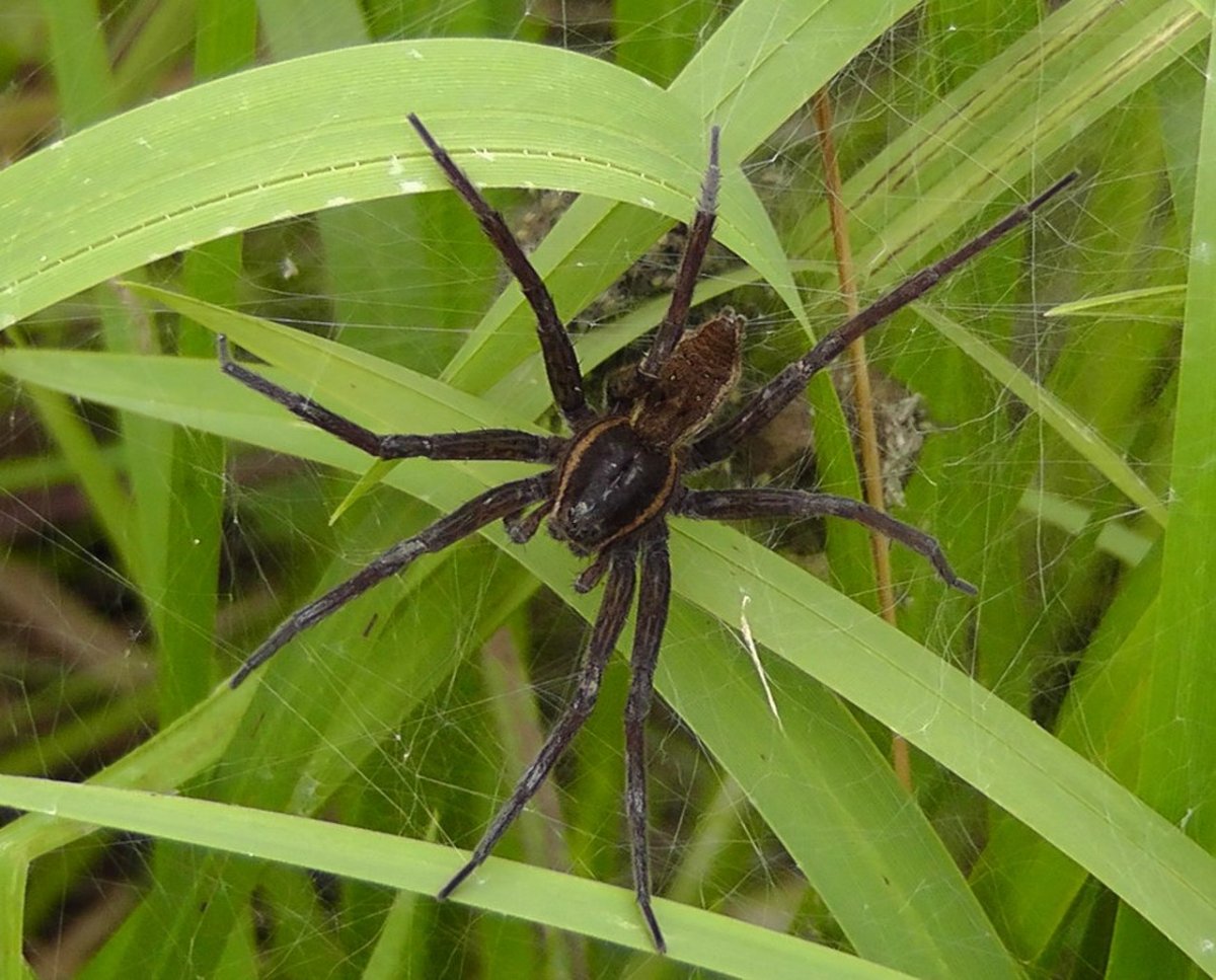Охотник растительный (Dolomedes plantarius)