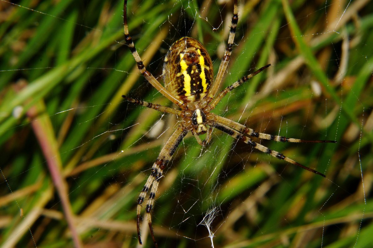 Аргиопа дольчатая (Argiope lobata)