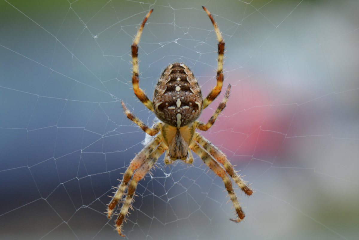 Argiope aemula