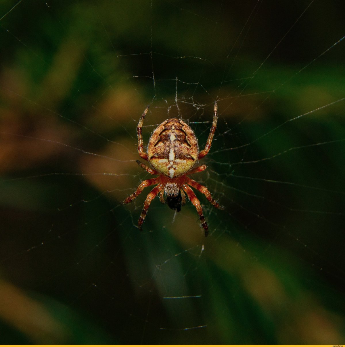 Аргиопа Брюнниха (паук-Оса)