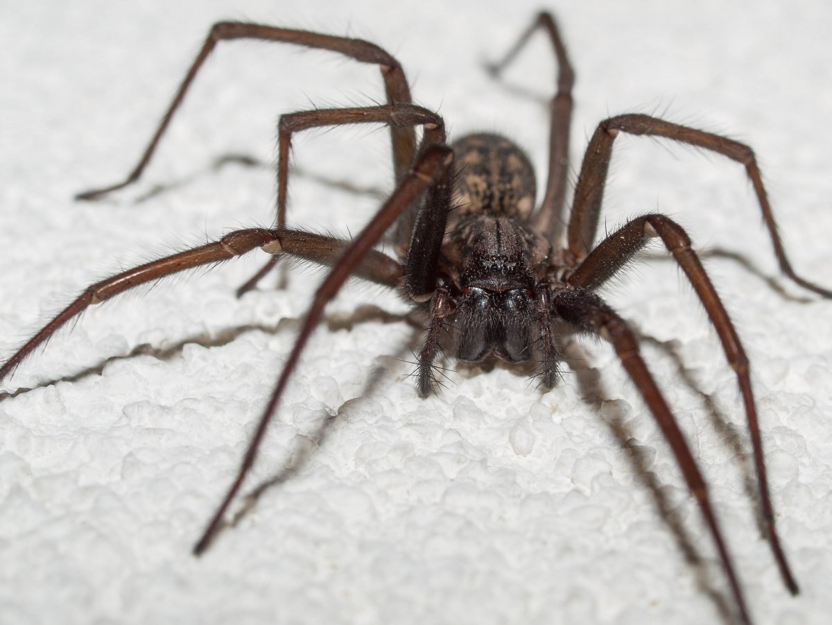 Длинноногий паук