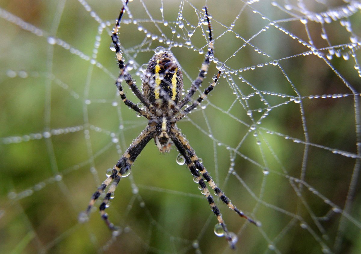 Пауки живущие в Белоруссии