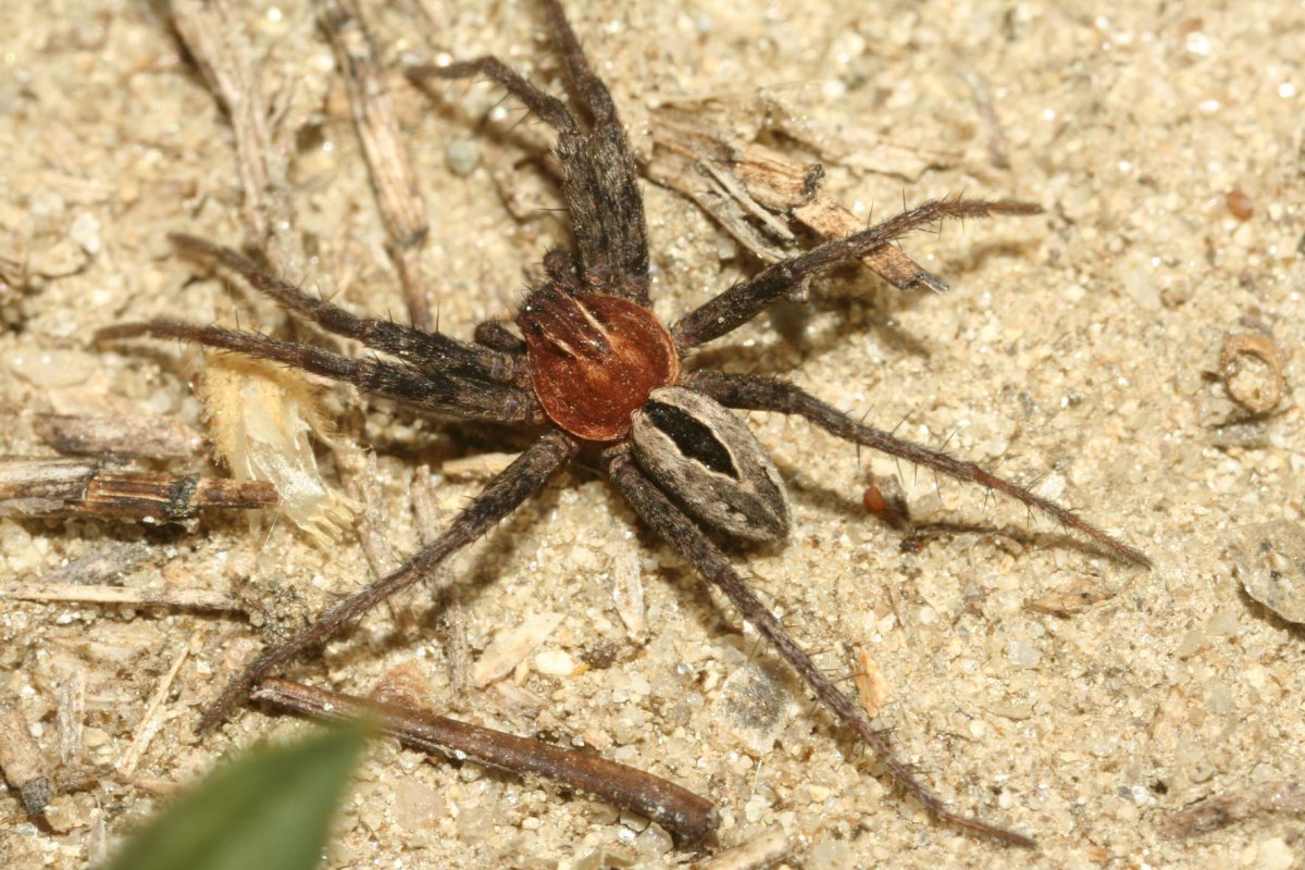 Мизгирь сенокосец