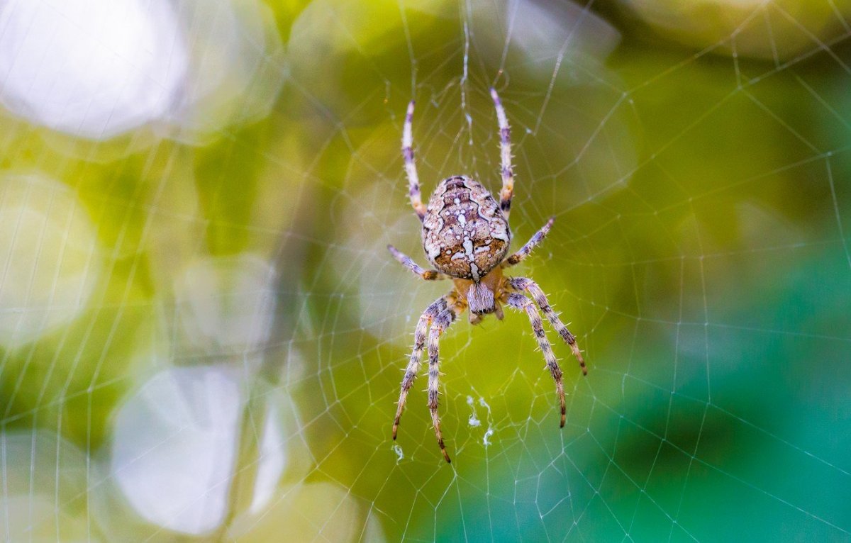 Пауки Казахстана