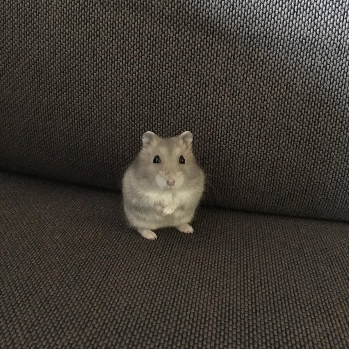 Грустный хомячок