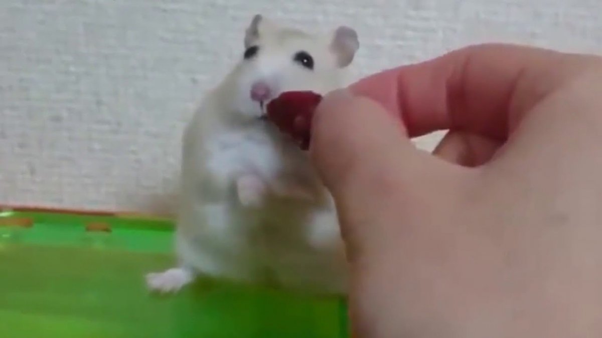 Фон с хомяками