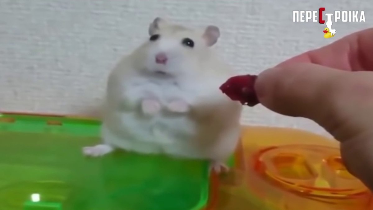 Миссия Дарвина (2009)