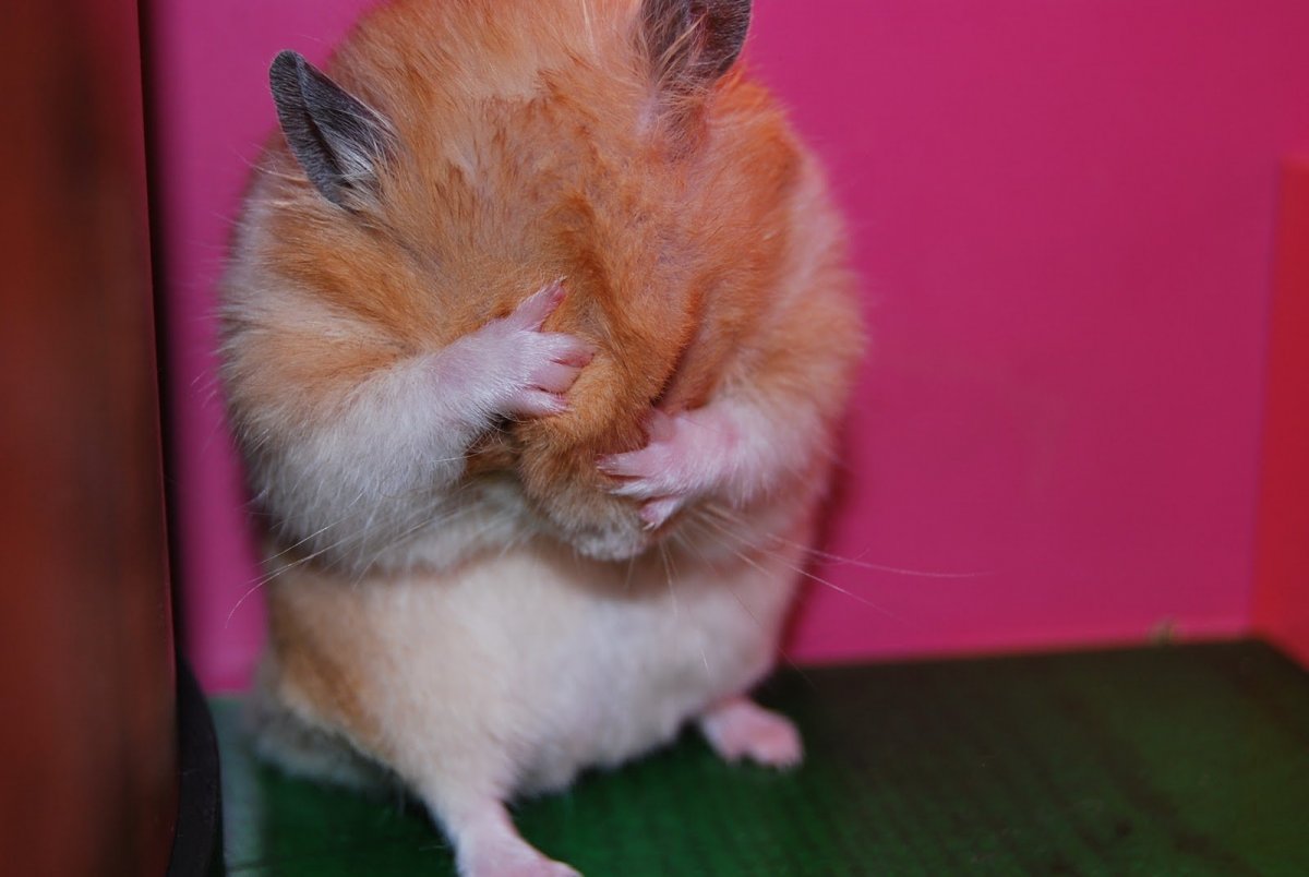 Грустный хомяк