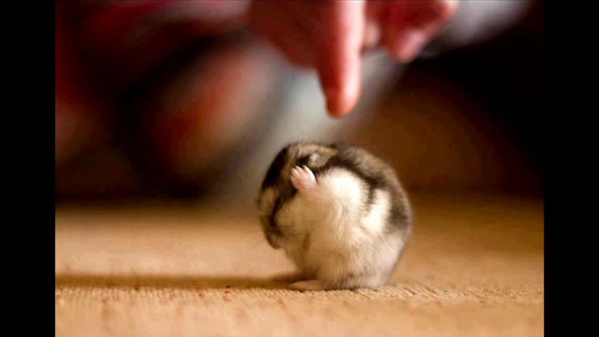 Брутальный хомяк