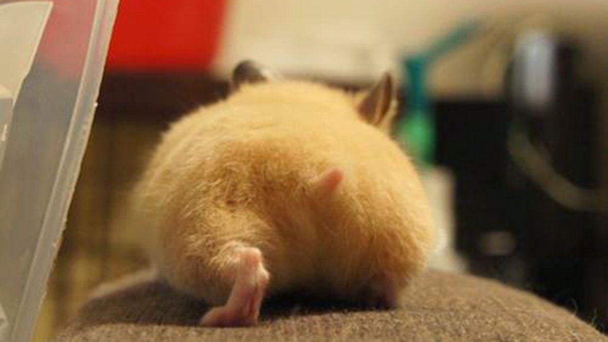 Морская Свинка спит под одеялом